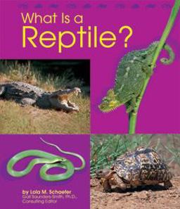 What Is a Reptile?