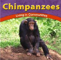 Chimpanzees Chimpanzees