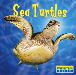 Sea Turtles