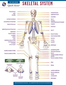 Skeletal System - REA's Quick Access Reference Chart