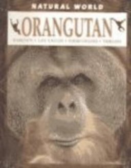 Orangutan