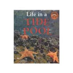 Life in a Tide Pool