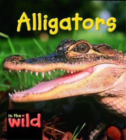 Alligators Alligators
