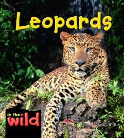 Leopards Leopards
