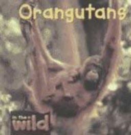 Orangutans Orangutans