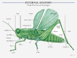 Insects Learning Cards