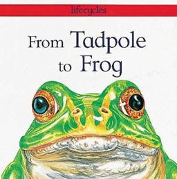 From Tadpole to Frog