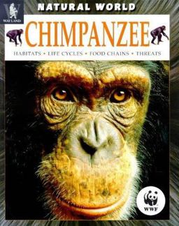 Chimpanzee
