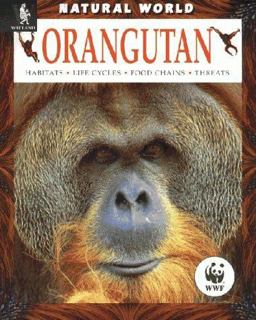 Orangutan