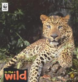 In the Wild Leopard
