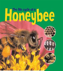 The Life Cycle of a Honeybee