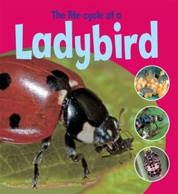 The Life Cycle of a Ladybird
