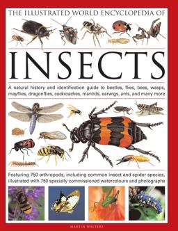 Illustrated World Encyclopedia of Insects A Natural History and Identification Guide to Beetles, Flies, Bees, Wasps, Mayflies, Dragonfiles, Cockroaches, Mantids, Earwigs, Ants, and Many More  9780754819097 Front Cover