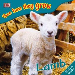 See How They Grow - Lamb