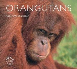 Orangutans