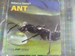 Ant