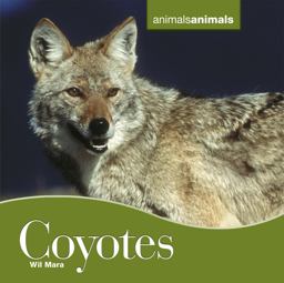 Coyotes Coyotes