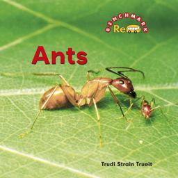 Ants