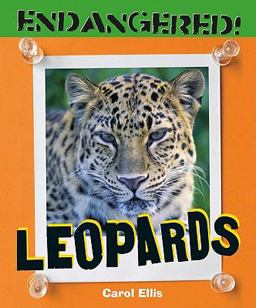 Leopards Leopards