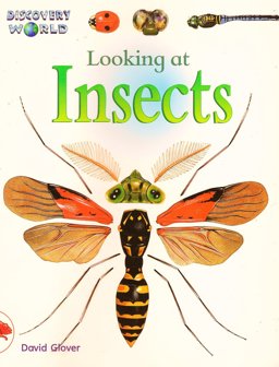 Looking at Insects