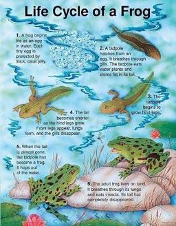 The Life Cycle of a Frog
