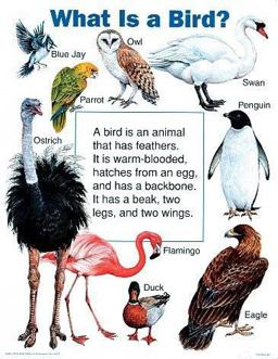 What Is a Bird?