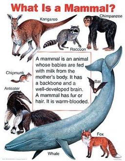 What Is a Mammal?