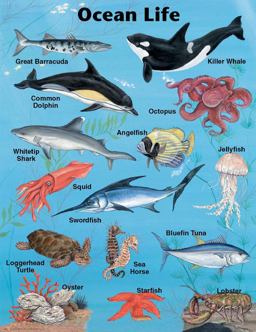 Ocean Life