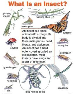 What Is an Insect?