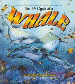 The Life Cycle of a Whale The Life Cycle of a Whale