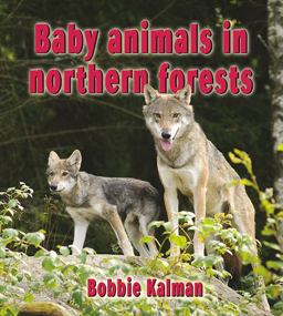 Baby Animals in Northern Forests Baby Animals in Northern Forests