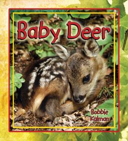 Baby Deer Baby Deer