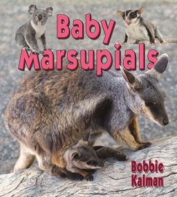 Baby Marsupials Baby Marsupials