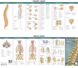 Vertebral Column and Spine Disorders 2nd 9780781776820 Front Cover