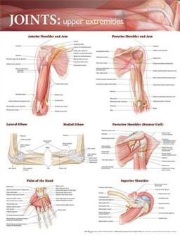 Joints of the Upper Extremities Anatomical Chart  9780781786560 Front Cover
