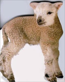 Lamb