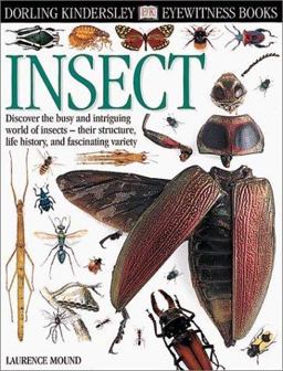 Insect