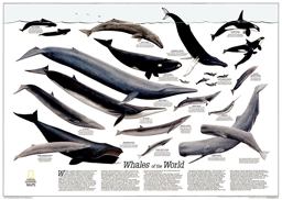 Whales of the World [Tubed]