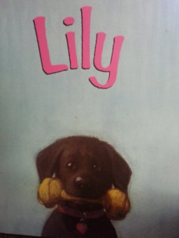 Lily Lily