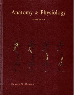Anatomy and Phisiology Anatomy and Phisiology