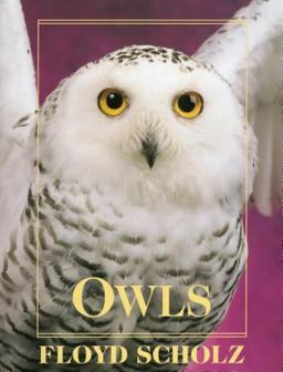 Owls An Artist's Guide to Understanding Owls  9780811710213 Front Cover