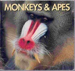 Monkeys and Apes