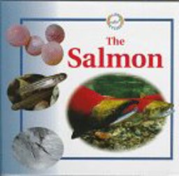 The Salmon