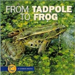 From Tadpole to Frog