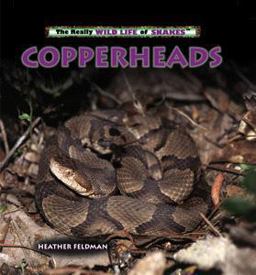 Copperheads