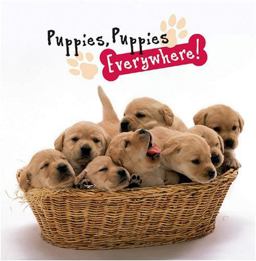 Puppies, Puppies Everywhere!  9780824958879 Front Cover