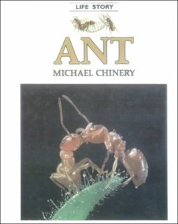Ant