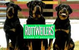 Rottweilers