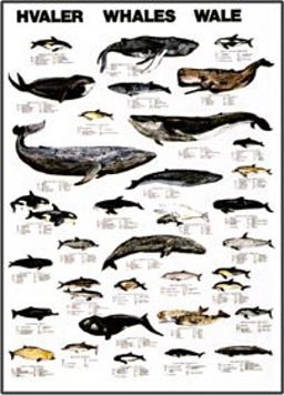 Whales and Dolphins