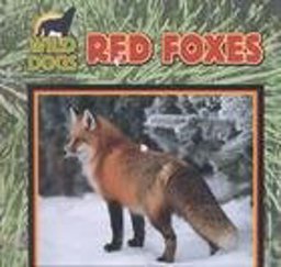 Red Foxes